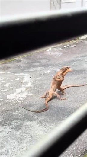 Two Giant Monitor Lizards Fighting in the Street | Real Wild Clash Caught on Camera 🦎🔥