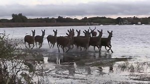 Wildlife expert captures deer and stag mating ritual