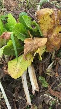 Checking on this composter that we added earthworms to
