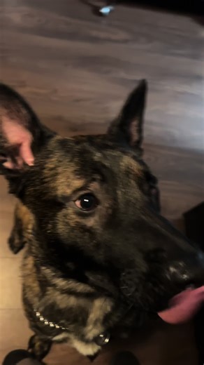 I think this is one of my biggest achievements #fyp #calyx #dutch