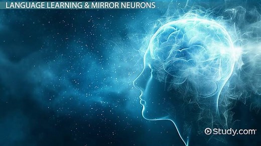 Brain & Language | Physiology & Speech Production