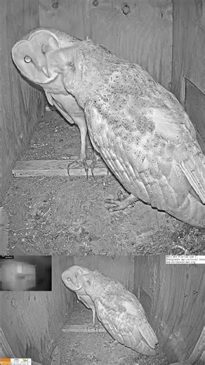 Wild Yet Beautiful! 🦉 Owl Couple Bonding Like Never Before! 😲