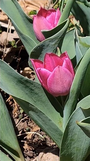 First Spring Tulip Flowers Bloom is Spring Bliss in Mitchell, South Dakota 🌷April 15th, 2026 #shorts