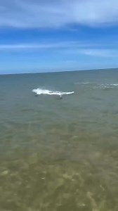 82K views · 248 reactions | Stingray fish । | facts start | Facebook