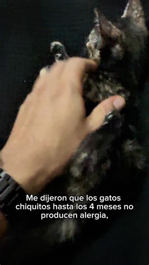 Soy alérgico a los gatos, y me acabo de enterar que los gatos bebés no dan alergia #gatos #cute #bonitos #tiernos #djdvdoriginal #sorpresasdelavida | Dvd Moya