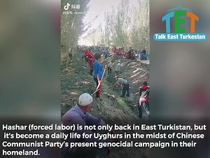 1.9K views · 57 reactions | ‪Hashar (forced labor) is not only back in East #Turkistan, but it's become a daily life for #Uyghurs in the midst of #Chinese Communist Party’s present genocidal campaign in their homeland.‬ #Pakistan #Iran #Qatar #China #Russia | Talk East Turkestan | Facebook