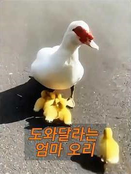 A female duck blocked the man's path. #animals
