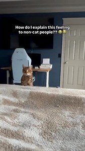 The moment your cat comes over to sit in your lap 🥰 | Mickey & Mort