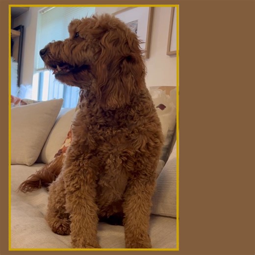 Cindy watching TV | Martin Wheeler