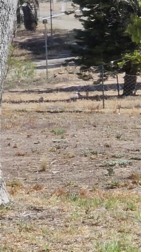 a flock of galahs having a buffet on our lawn 😄