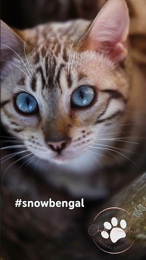 Eye of this snow bengal! She’s so amazing. #snowbengal #bengal #bluebengal
