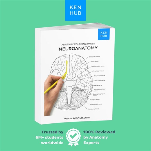 Neuroanatomy Coloring Worksheets, 98 Pages | Brain, Spinal Cord, CNS PDF | Kenhub - Etsy