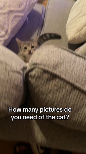 I am her personal photographer 📸 #cat #car #tabbycat #kittensiblings #rescuecat #graytabbycat🐈‍⬛ #CapCut