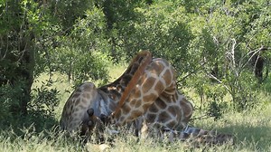 Who said a giraffe can't sit down? Watch as the giraffe enjoy the cool shade during a hot day in the African Bush Kingdom #reelsfb #reels #video #travel #trending #AmaZing #nature #life #viral | African Bush Kingdom