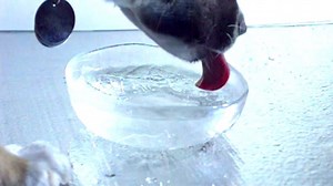 Dog drinks water in slow motion