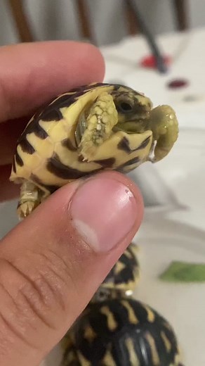 Indian Star Tortoise Care Guide: Tips for Keeping Your Pet Healthy