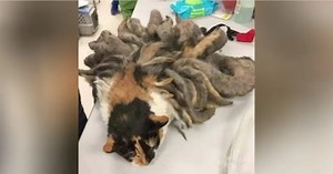 Shelter staff springs into action when they see "worst case of matted fur" ever