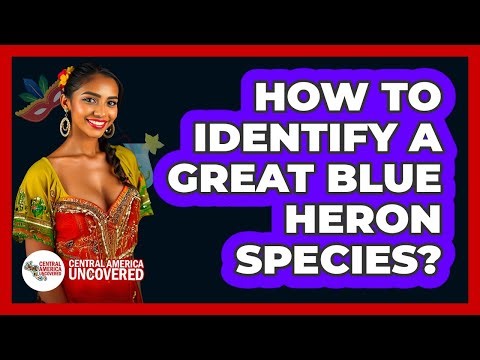 How To Identify A Great Blue Heron Species?