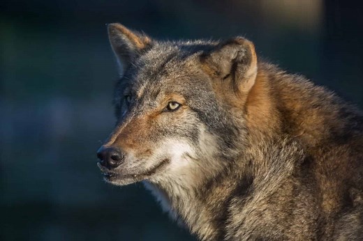 Wolves in Pennsylvania: Do They Still Roam The Keystone State?