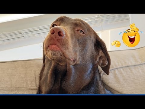 I dare you not to LAUGH at these Comedian Dogs 😁 Funniest ANIMAL Videos 😻🐶