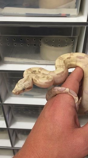 VPI Snowglow Boa constrictor imperator own CB15