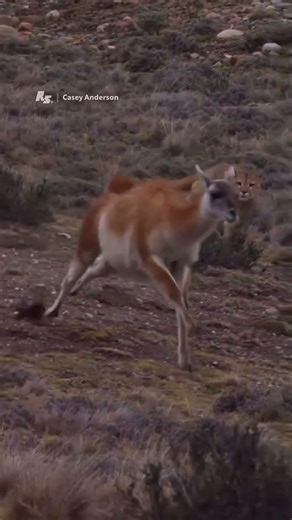 We thought they were llamas… until the gauchos told us otherwise