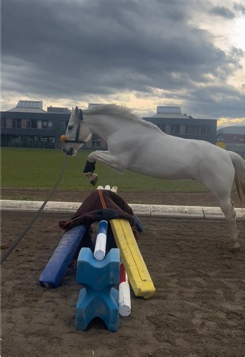 Heut stand Pferd traumatisieren auf dem Plan🤗 || Sind eure Pferde glotzig beim springen? || #fyp #equestrian #viral #springenanderlonge