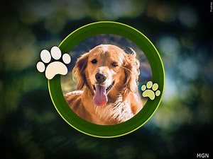 Leading expert shares how to keep your pets happy - WBBJ TV