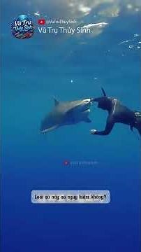 Bảng Xếp Hạng Độ Nguy Hiểm Của 11 Loài Cá Mập 🦈 Bạn Sẽ Bất Ngờ!