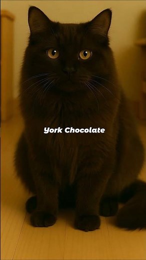 York Chocolate Cat Evolution – From Fluffy Kitten to Rich Cocoa Majesty