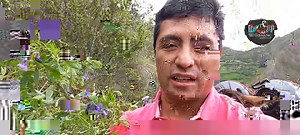 3.8K views · 81 reactions | Vicia Sativa el Forraje que no se usa por DESCONOCIMIENTO de sus Beneficios y Aporte en la Fertilización y Buena Calidad Nutricional para el Ganado. | El Ganadero | Facebook