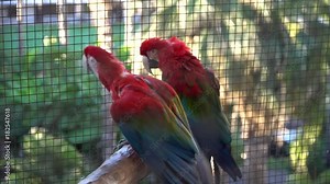 Two Ara parrots sitting in the cage at the zoo.
