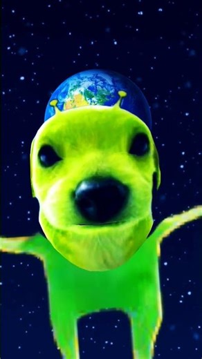 Alien dog #funny