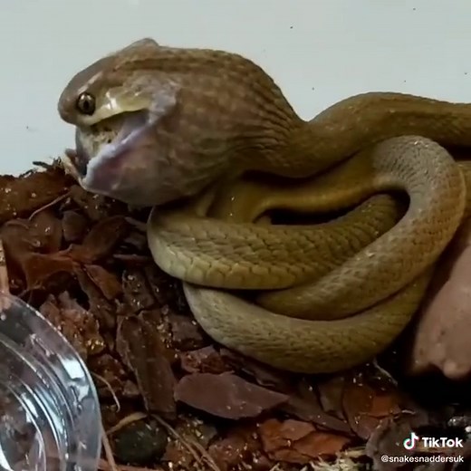 Amazing Egg Eating Snake Behavior Caught on Camera