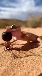 The Hunter Takes Control On the burning sand, this spider makes a ruthless move, overpowering a scorpion that’s armed with a venomous sting of its own. What looks like a small predator quickly becomes a silent executioner, using speed, grip, and precision to end the fight. In the desert, survival favors the one who strikes first and never hesitates. Who do you think underestimated whom here? Drop your thoughts below 👇 #insectinsider #desertpredator #spidervsscorpion #deadlynature #wildencounter