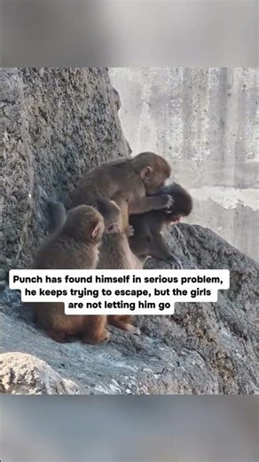 punch❤#viral #punch #animals #punchmonkey #monkey #shorts #パンチくん #punchthemonkey
