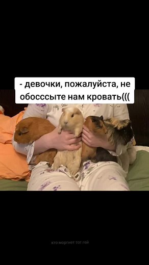 Уникальные моменты с морскими свинками