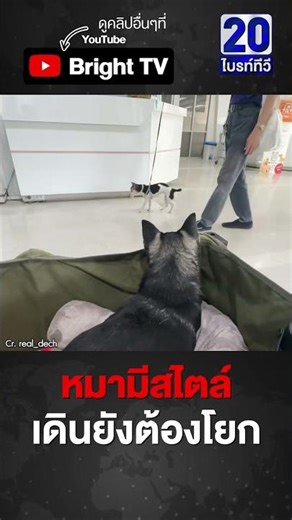 เอ็นดู เจอหมาวัยชราเดินเหยาะๆ คนแซว จะเดินถึงกี่โมง