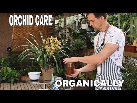 How to Treat a Cymbidium Orchid for Fungus and Pest using Cinnamon and Garlic