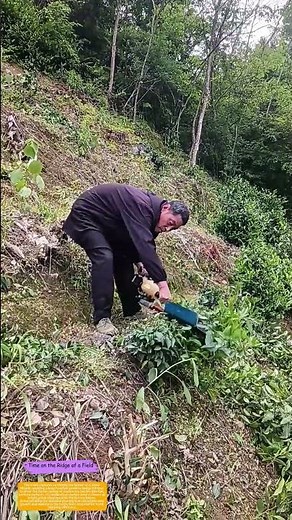 How a Hedge Trimmer Shapes Tea Bushes on a Mountain Terrace