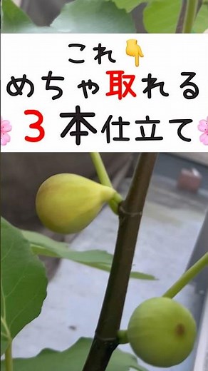 いちじく収穫量ならこれ一択🍀たくさん取りたい人はこっち
