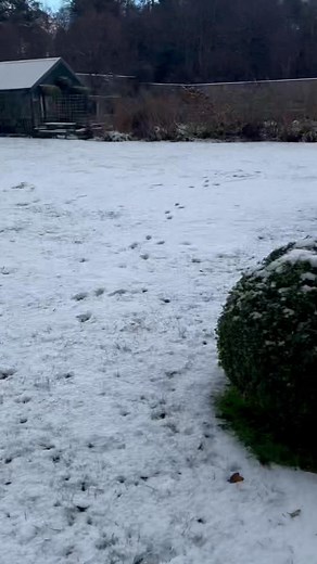 Winter is here and someone is happy to see the white stuff again…. | Applecross Walled Garden