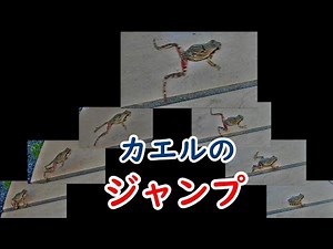 🐸カエルのジャンプをスロー再生 #かえる #自由研究 #you渓