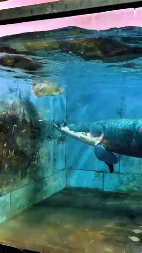 Arapaima vs Arowana 🍼 #arapaima #aquarium #trending #fishkeeping #shorts #viral