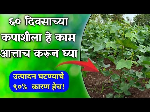 ६० दिवसाची कपाशी असेल तर लगेच करा हे काम / उत्पादन वाढवण्यासाठी महत्त्वाचे ३ उपाय / पातेगळ समस्या