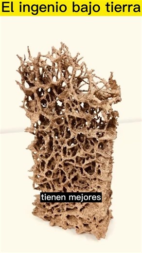 Underground ingenuity #Biomimicry #SustainableArchitecture #NatureCuriosities🌟