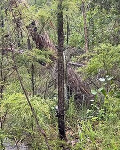 Check out this big guy! 🐍🤯 A Coastal Carpet Python has been captured scaling a tree after it was relocated from a Nerang home. #9News 📸: Snake Catchers Brisbane and Gold Coast MORE: https://www.9news.com.au/national/spot-the-snake-sunshine-coast-catchers/123f3fea-cd2e-4832-9e82-fb392495fcb8?ocid=Social-9NewsGC | 9 News Gold Coast