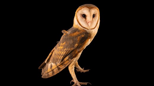 Owl vision explained