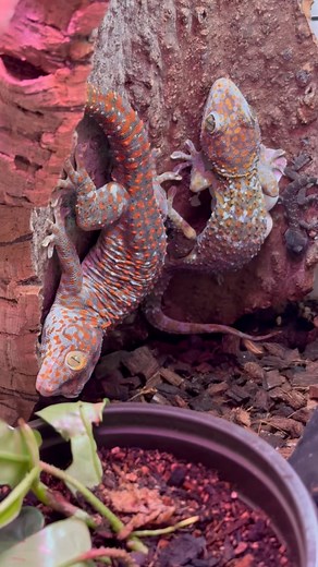 Tokay gecko family. #gekko #gecko #gekkogecko #tokaygeckos #tokay #tokays #geckofamily #tokaygeckomorph #tokaygeckobreeder #geckobreeding #geckobreeders #babygecko | Gekko & Gecko