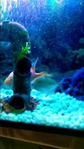 How to transfer Fishes from one tank to another
